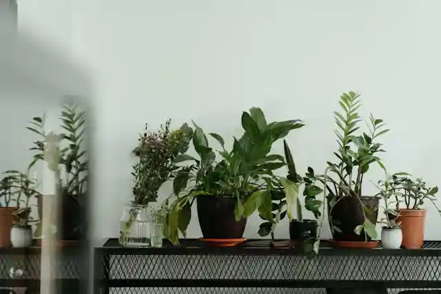 european decluttering secrects